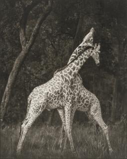 Nick Brandt - Giraffes Battling in Forest, Masai Mara, 2008