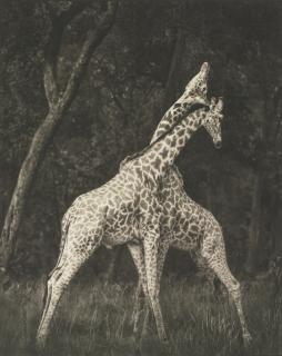 Nick Brandt - Giraffes Battling In Forest, Masai, Mara, From A Shadow Falls