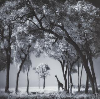 Nick Brandt - Giraffes in Evening light, 2002