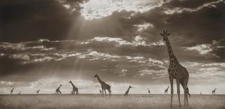 Nick Brandt - Giraffes in Evening Light, Masai Mara, 2006