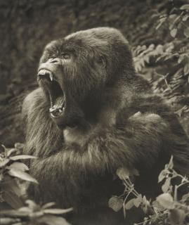 Nick Brandt - Gorilla Baring Teeth, Parc des Volcans, 2008