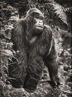 Nick Brandt - \