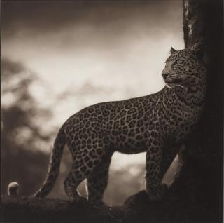Nick Brandt - \