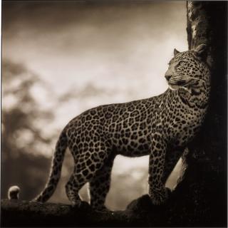 Nick Brandt - \'Leopard In Crook Of Tree\', Nakuru, 2007