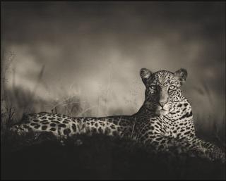 Nick Brandt - Leopard Staring, Masai Mara\'