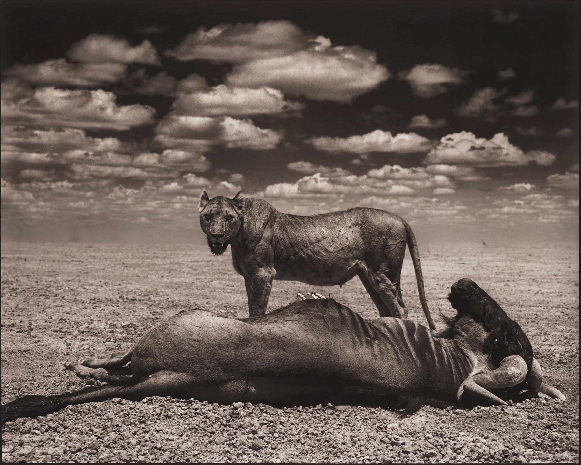 Nick Brandt - \'Lion and Wildebeest, Amboseli, 2012\'