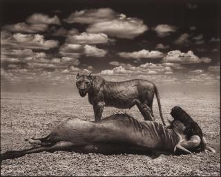 Nick Brandt - \'Lion and Wildebeest, Amboseli, 2012\'