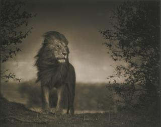 Nick Brandt - \'Lion Before Storm I, Masa Mara\', 2006