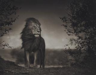 Nick Brandt - Lion Before Storm I, Masai Mara, 2006