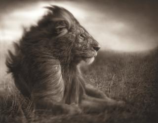 Nick Brandt - Lion Before Storm II, Sitting Profile, Masai Mara, 2006