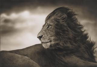 Nick Brandt - Lion Before Storm, Maasai Mara, 2006