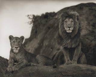 Nick Brandt - Lion couple, 2010