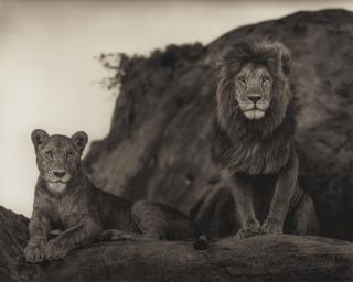 Nick Brandt - Lion Couple, Serengeti\', 2010