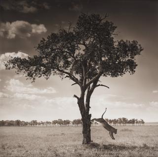 Nick Brandt - \
