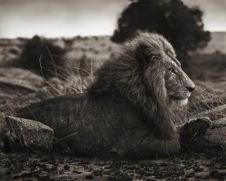 Nick Brandt - \