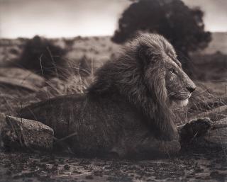 Nick Brandt - \