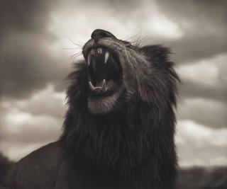Nick Brandt - Lion Roar, Maasai Mara, 2012