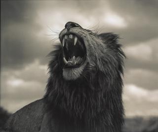 Nick Brandt - \'Lion Roar, Maasai Mara\', 2012