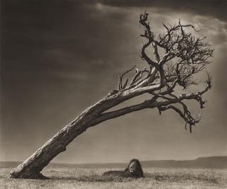 Nick Brandt - Lion Under Leaning Tree, 2008