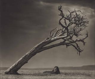 Nick Brandt - Lion Under Leaning Tree, 2008
