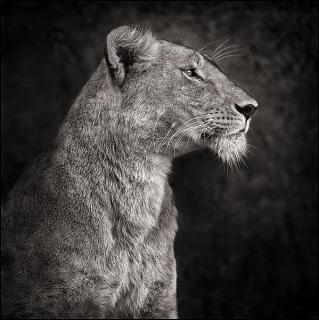 Nick Brandt - \