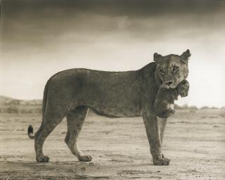 Nick Brandt - \'Lioness Holding Cub In Mouth, Masai Mara\', 2012 
