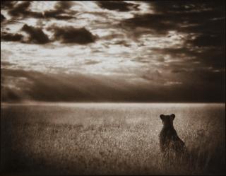 Nick Brandt - Lioness Looking Over Plains, Masai Mara