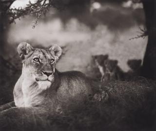 Nick Brandt - Lioness with Cubs Under Tree, 2004