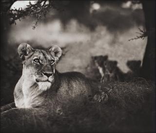 Nick Brandt - \