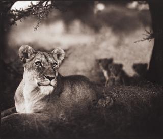 Nick Brandt - \