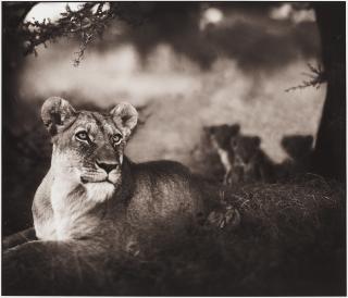 Nick Brandt - \