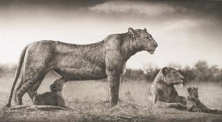 Nick Brandt - Lioness With Feeding Cubs, Masai Mara