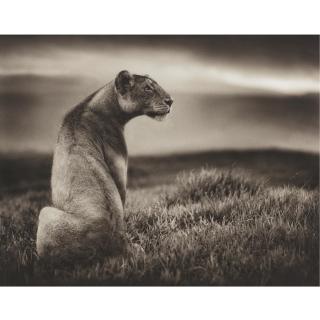 Nick Brandt - Lioness