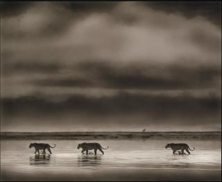 Nick Brandt - Lionesses Crossing Lake, Ngorongoro Crater, 2000