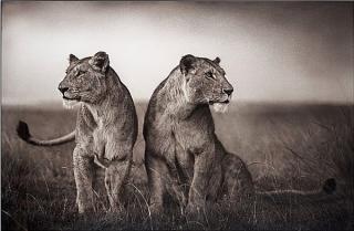 Nick Brandt - \