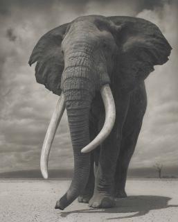 Nick Brandt - Portrait Of Elephant On Bare Earth, Ambosoli, 2011