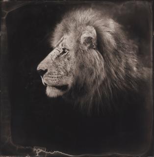 Nick Brandt - \