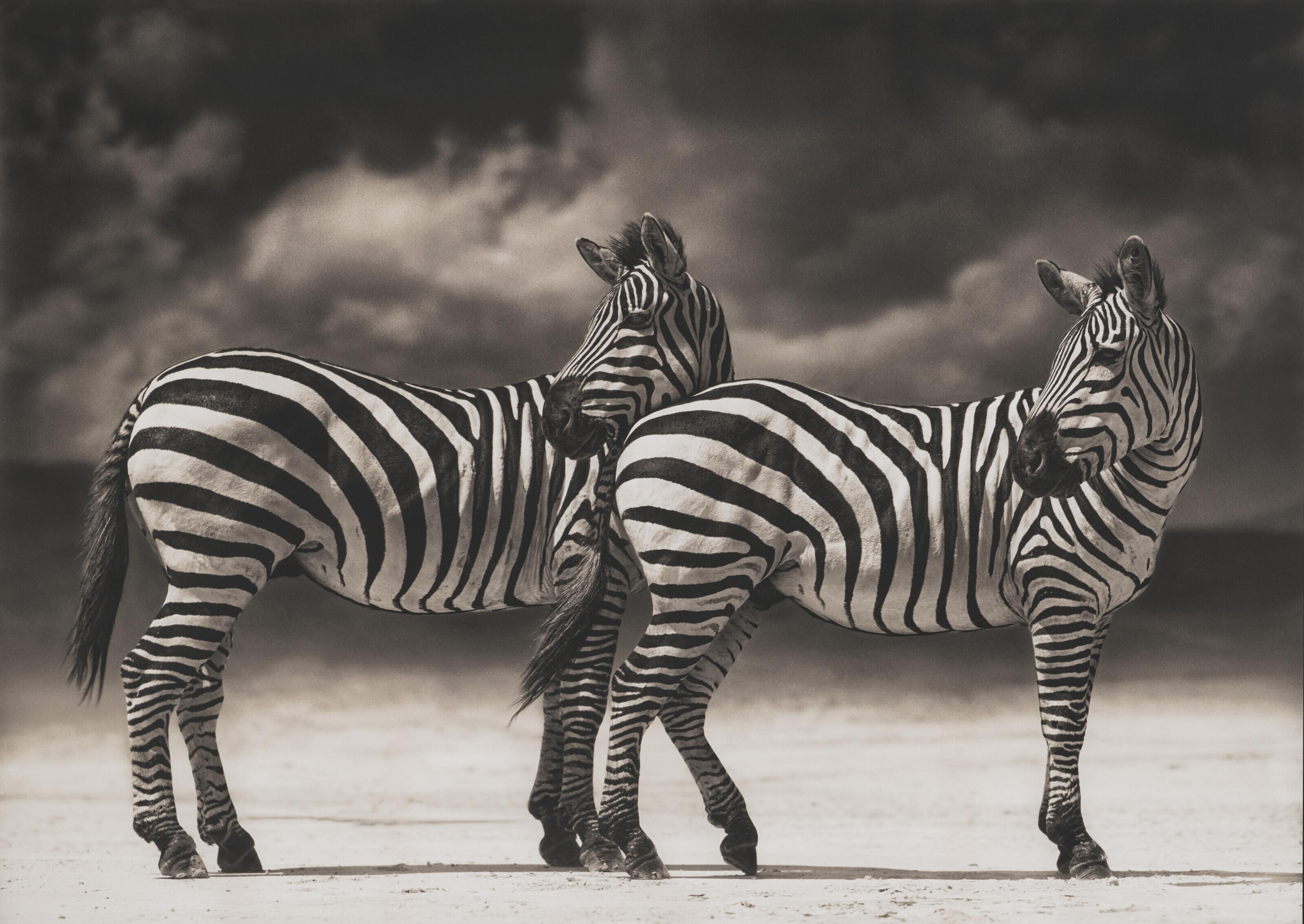 Nick Brandt - Portrait of Zebras Turning Heads, Ngorongoro Crater, 2005