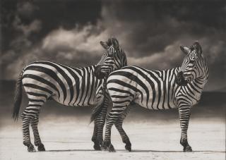 Nick Brandt - Portrait of Zebras Turning Heads, Ngorongoro Crater, 2005