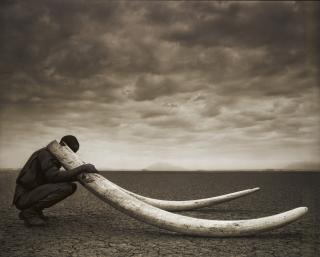 Nick Brandt - \'Ranger With Tusks Of Killed Elephant\', 2011