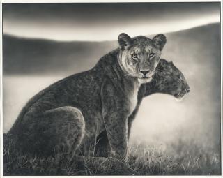 Nick Brandt - Sitting Lioness, Serengeti