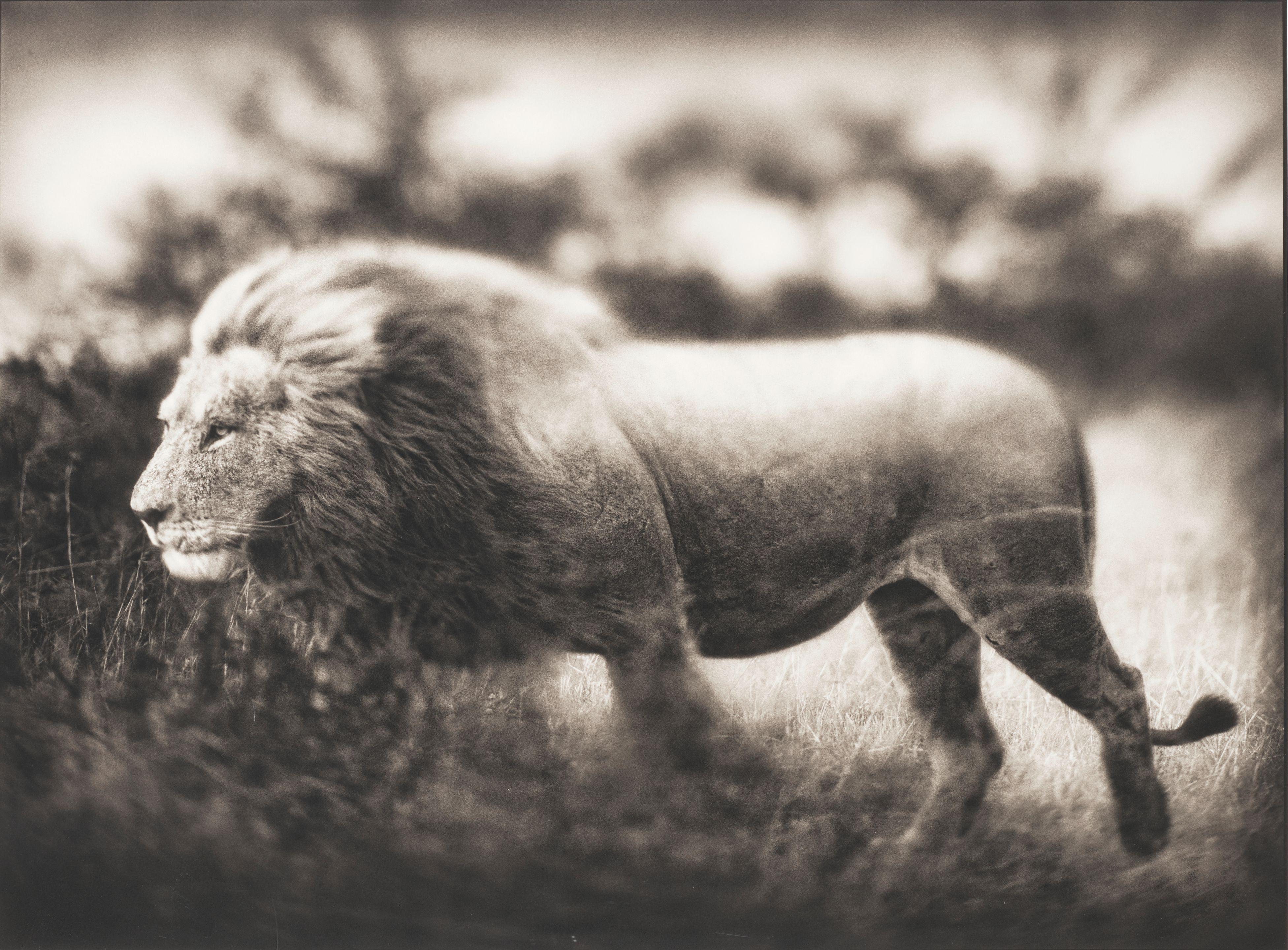 Nick Brandt - Windswept Lion, Serengeti