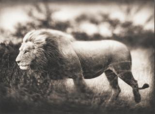 Nick Brandt - Windswept Lion, Serengeti
