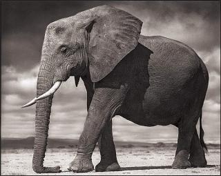 Nick Brandt - \