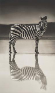 Nick Brandt - Zebra On Lake, Ngorongoro Crater, 2005