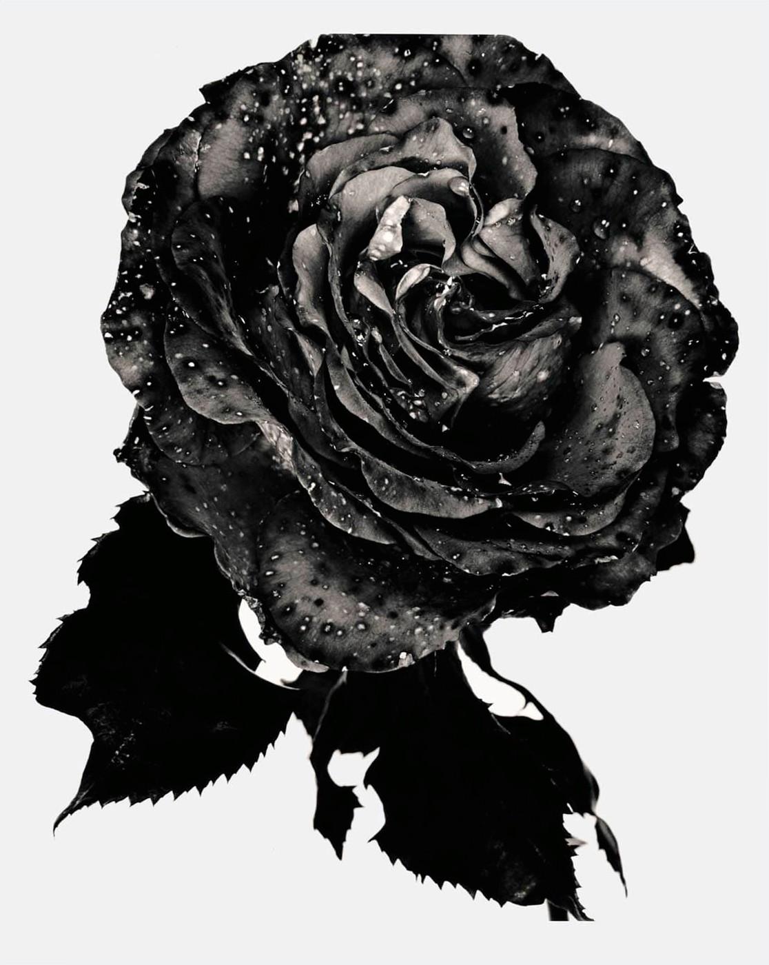 Nick Knight - \'Black Rose\', 1993