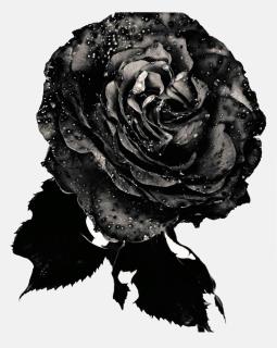 Nick Knight - \'Black Rose\', 1993