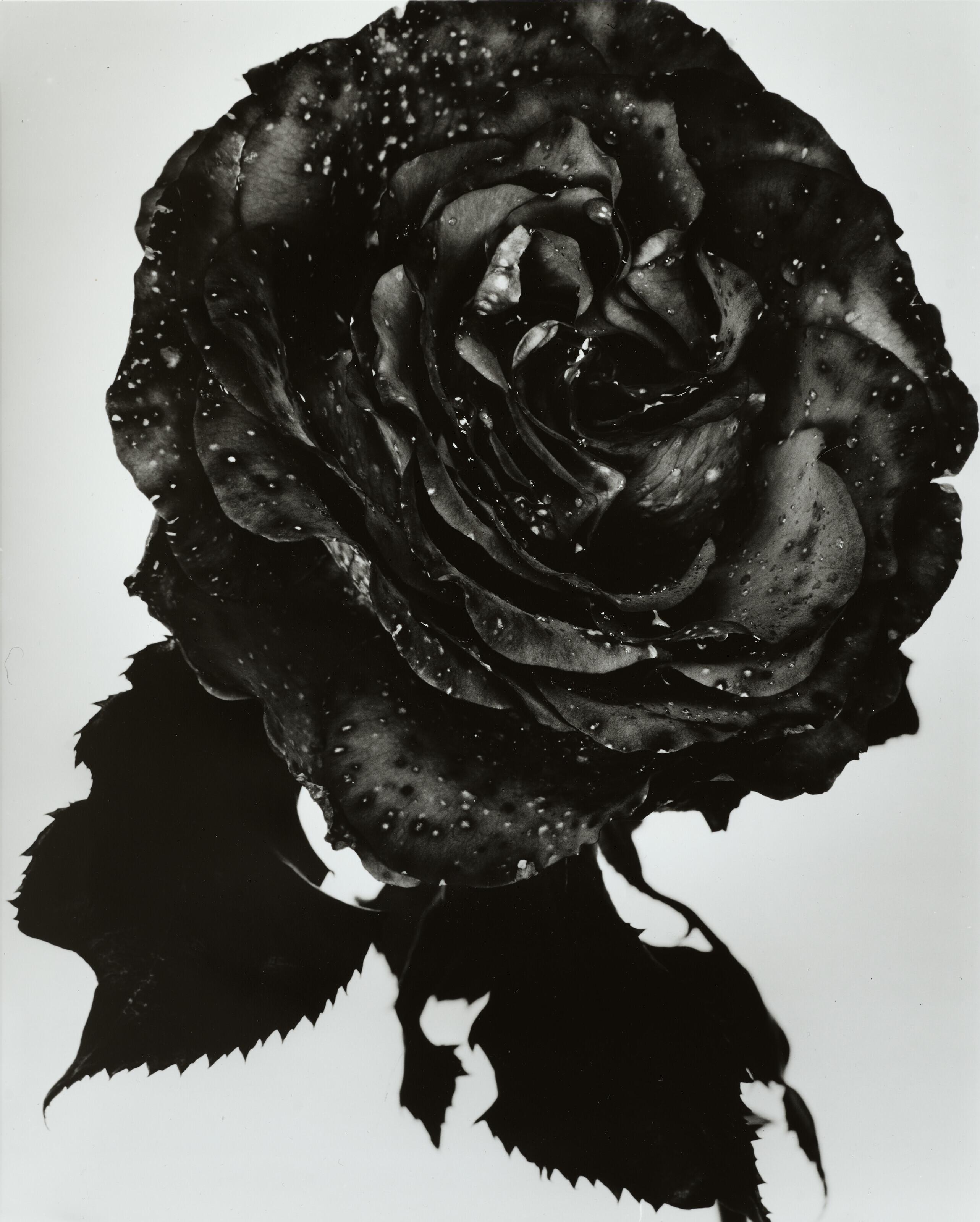 Nick Knight - Black Rose, 2000