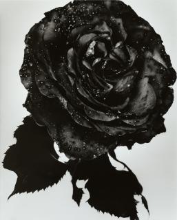 Nick Knight - Black Rose, 2000