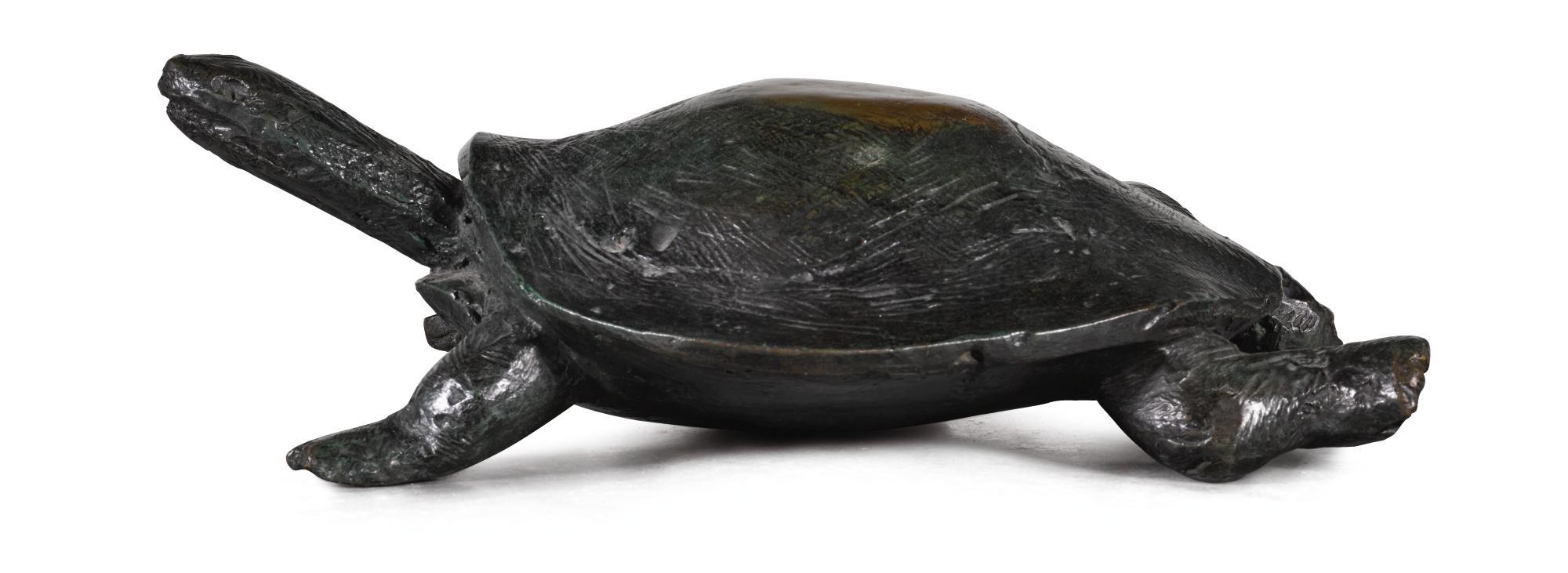 Nicola Hicks - Tortoise